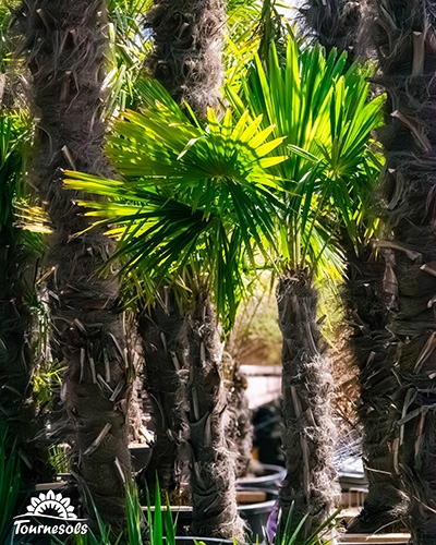 Groupe de palmiers de Chine Trachycarpus aux troncs poilus et feuilles vertes en éventail.